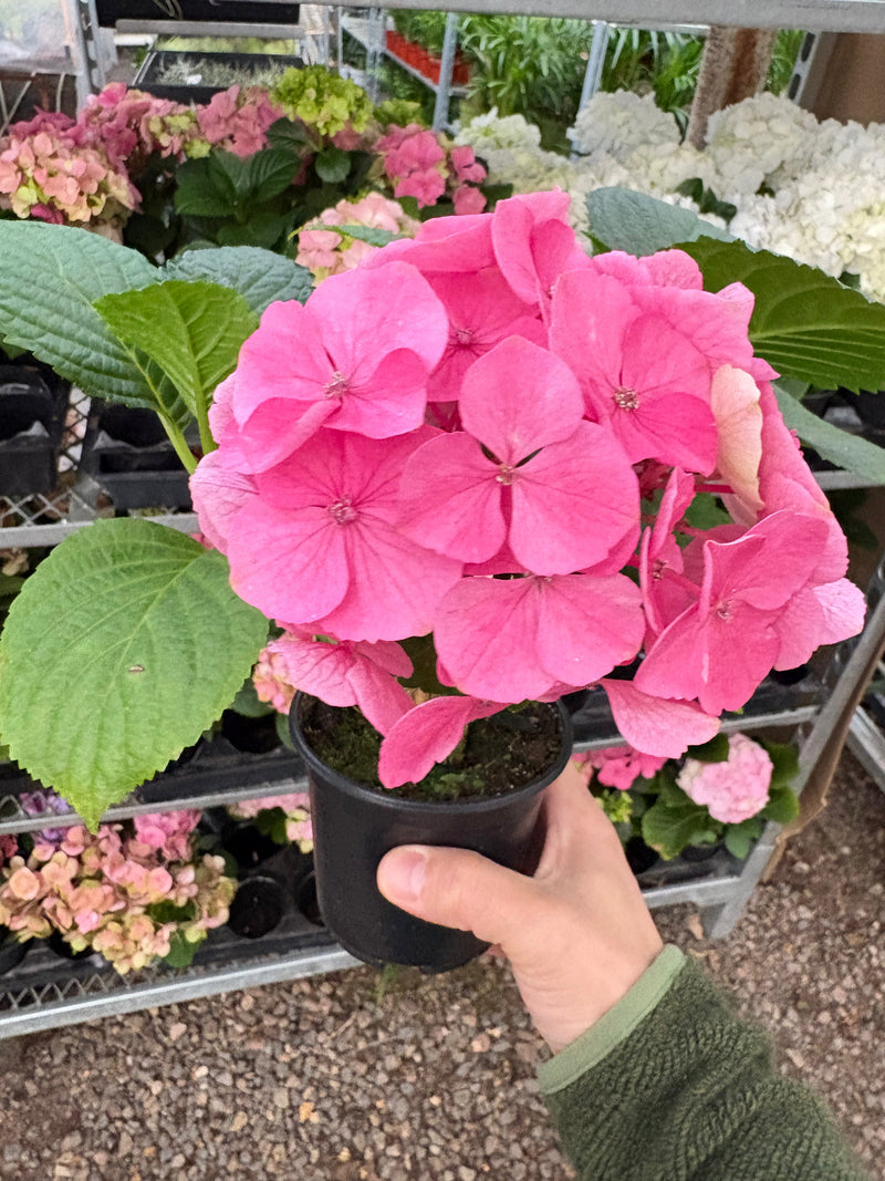 Load image into Gallery viewer, Pink Hydrangea
