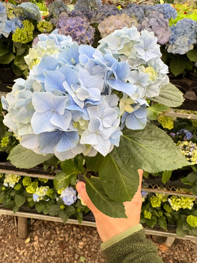 Load image into Gallery viewer, Blue Hydrangea
