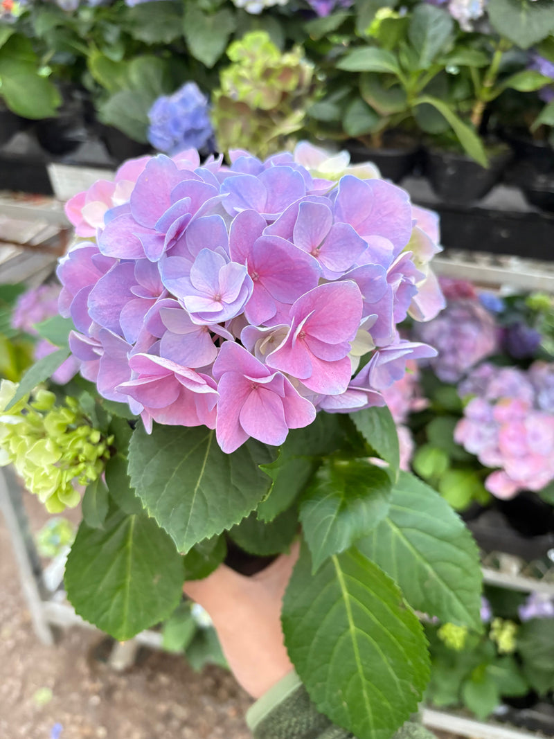 Load image into Gallery viewer, Purple Hydrangea
