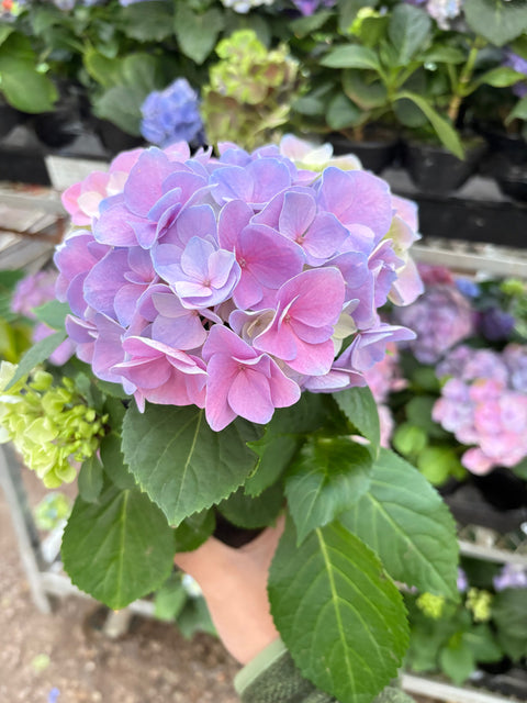 Purple Hydrangea, additional product view 2