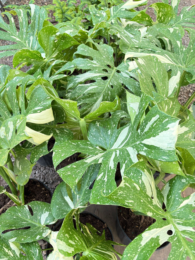 Load image into Gallery viewer, Monstera 'Thai Constellation'
