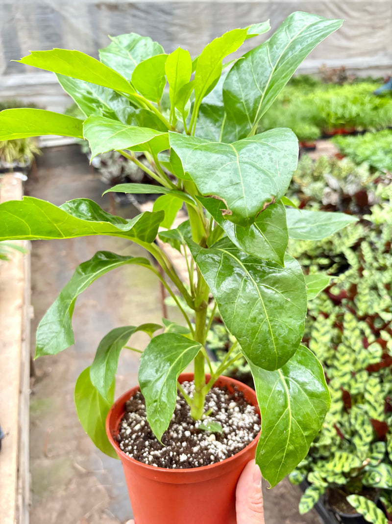 Load image into Gallery viewer, Schefflera Actinophylla
