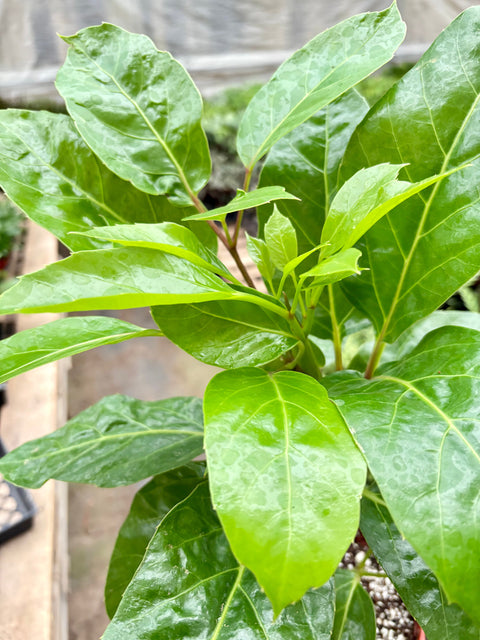 Schefflera Actinophylla, additional product view 2