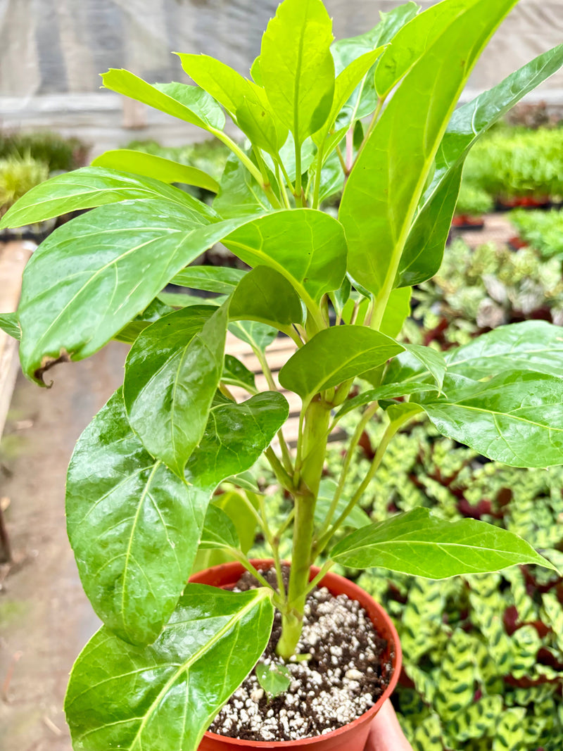 Load image into Gallery viewer, Schefflera Actinophylla
