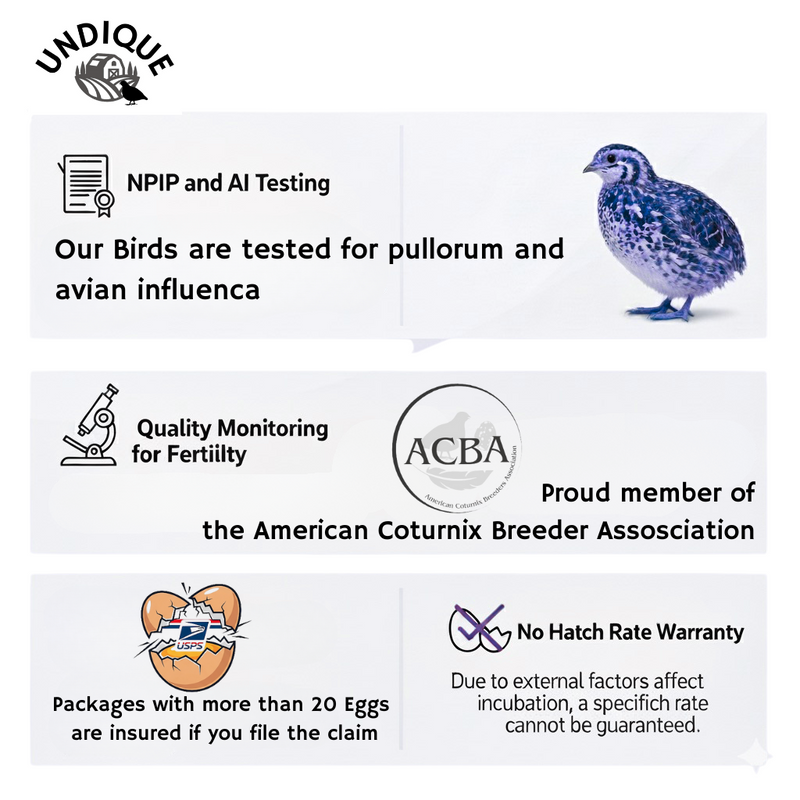 Load image into Gallery viewer, 36 Quail Eggs for Hatching - Fertile Coturnix Selection Hens Choice, AI &amp; NPIP Certified, Sustainably Sourced from Family-Run Farms, Farm Fresh Delivery with Minimal Breakage
