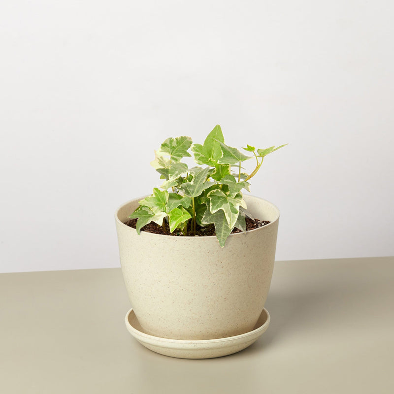 Load image into Gallery viewer, English Ivy 'Glacier'
