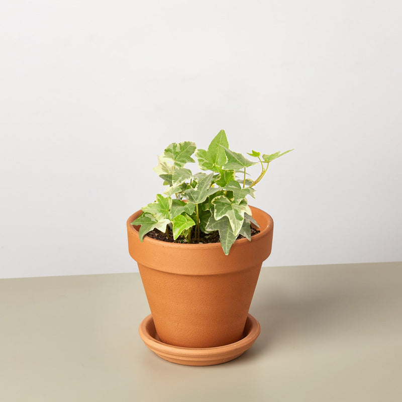 Load image into Gallery viewer, English Ivy 'Glacier'
