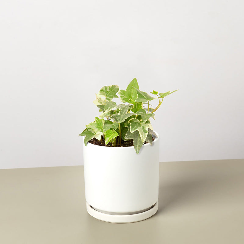 Load image into Gallery viewer, English Ivy 'Glacier'
