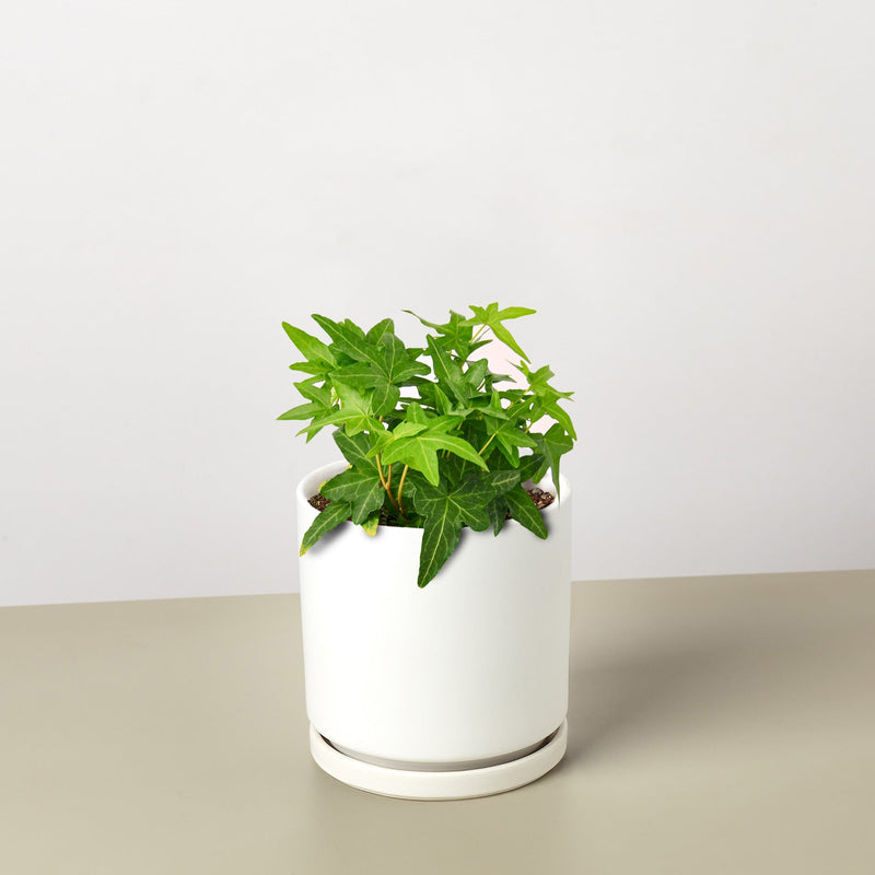 Load image into Gallery viewer, English Ivy 'Green California'

