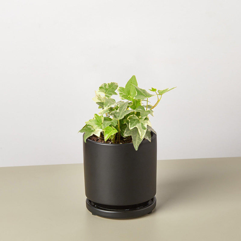 Load image into Gallery viewer, English Ivy 'Glacier'
