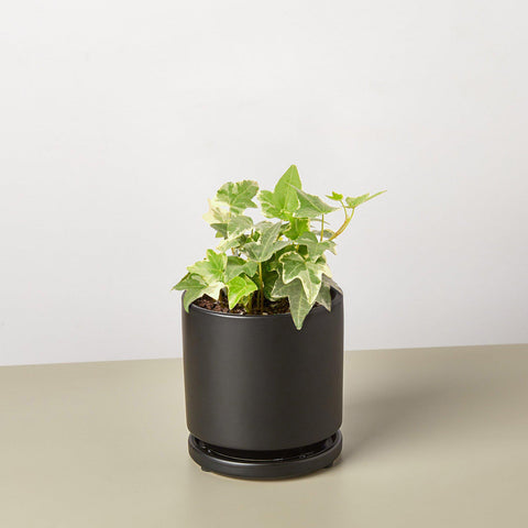 English Ivy 'Glacier', additional product view 2