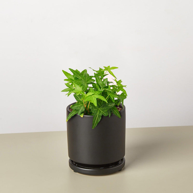 Load image into Gallery viewer, English Ivy 'Green California'
