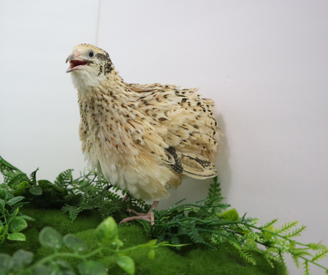 Jumbo Italian Quail Hatching Eggs, additional product view 2