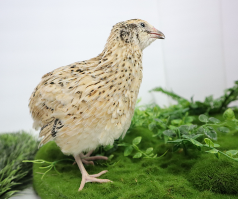 Fertile quail eggs, choose your variety, Buddy's Hatchery
