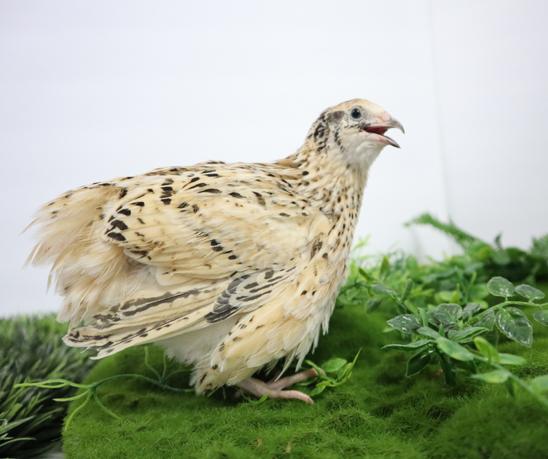 Load image into Gallery viewer, Jumbo Italian Quail Hatching Eggs
