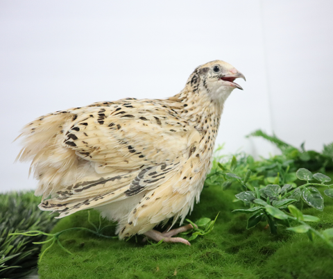 Jumbo Italian quail hatching eggs, Buddy's Hatchery