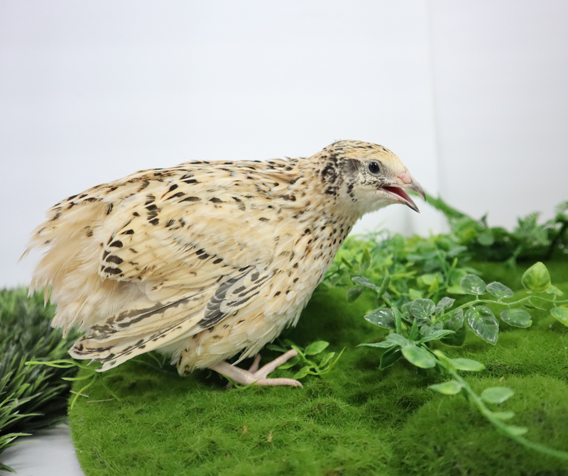 Load image into Gallery viewer, Jumbo Italian Quail Hatching Eggs
