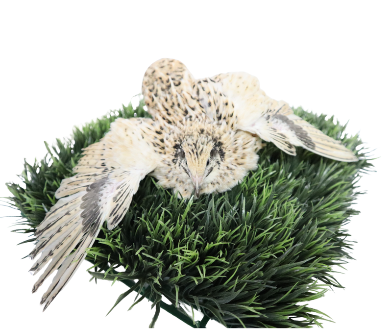 Load image into Gallery viewer, Jumbo Italian Quail Hatching Eggs
