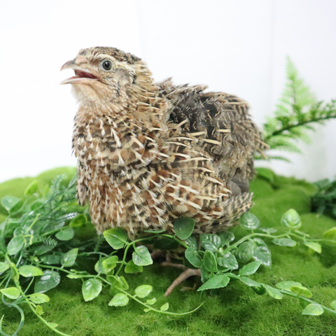 Jumbo brown wild type Coturnix hatching eggs, Buddy's Hatchery