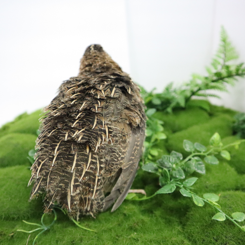 Load image into Gallery viewer, Fertile Hatching Mixed Jumbo Pharaoh Coturnix,Jumbo Italian, White,Brown Quail Hatching Eggs- Coturnix Quail Eggs for Sustainable Farming Hens Choice
