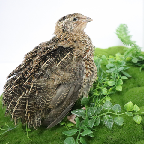 Mixed jumbo Coturnix quail hatching eggs