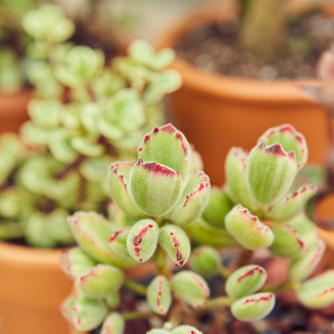 Succulent Cotyledon 'Bear Paw', additional product view 2
