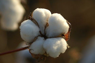 Pure white cotton plant seed for home growing.