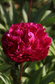 Karl Rosenfield Peony, additional product view 2