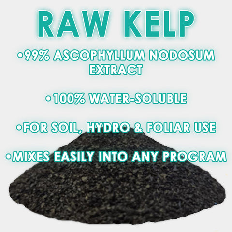 RAW Kelp | 99% Ascophyllum Nodosum Extract | Water-Soluble Biostimulant, additional product view 2