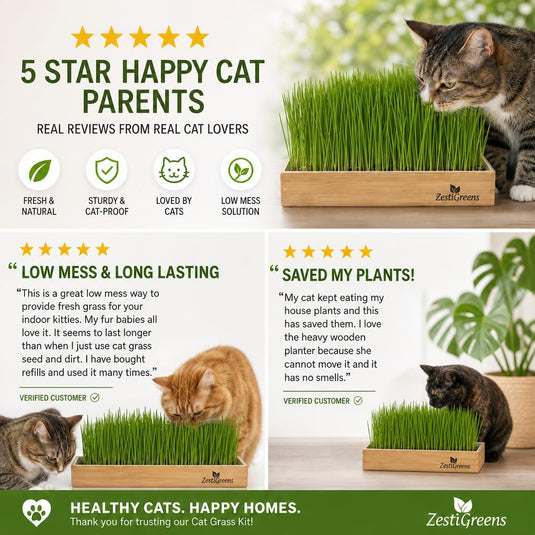 Self Watering Cat Grass Kit. The Easiest Way to Grow Cat Grass.