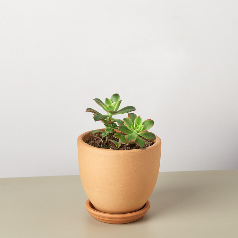 Load image into Gallery viewer, Succulent 'Kiwi'
