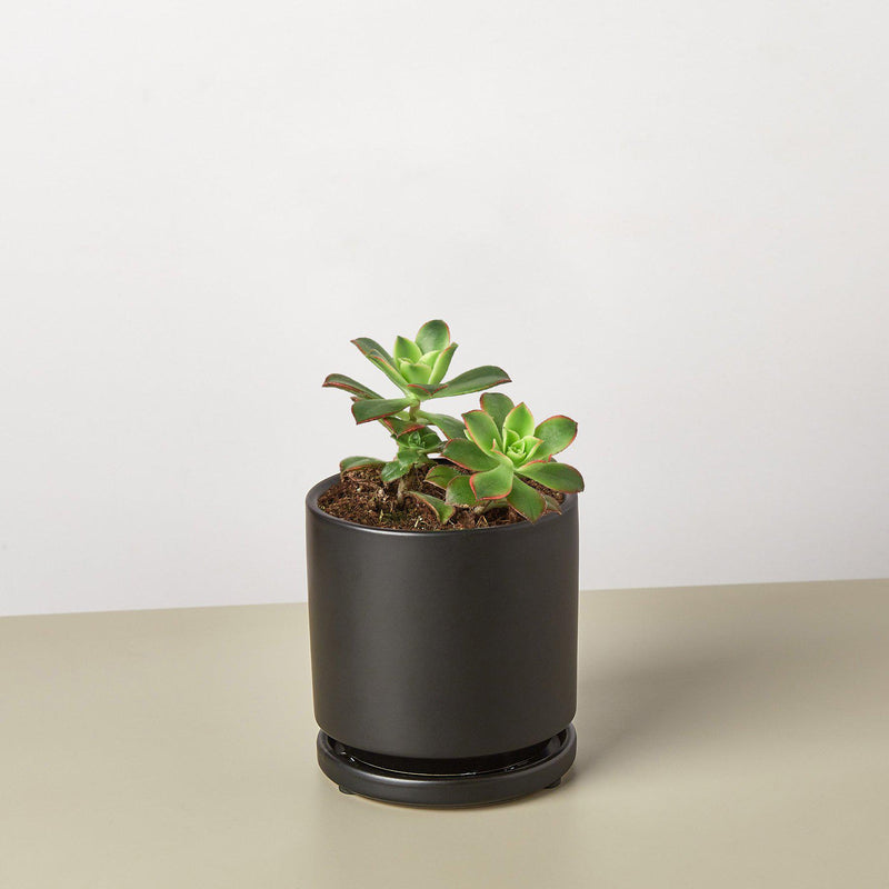 Load image into Gallery viewer, Succulent 'Kiwi'
