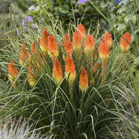 Red Hot Poker Torch Lily Kniphofia