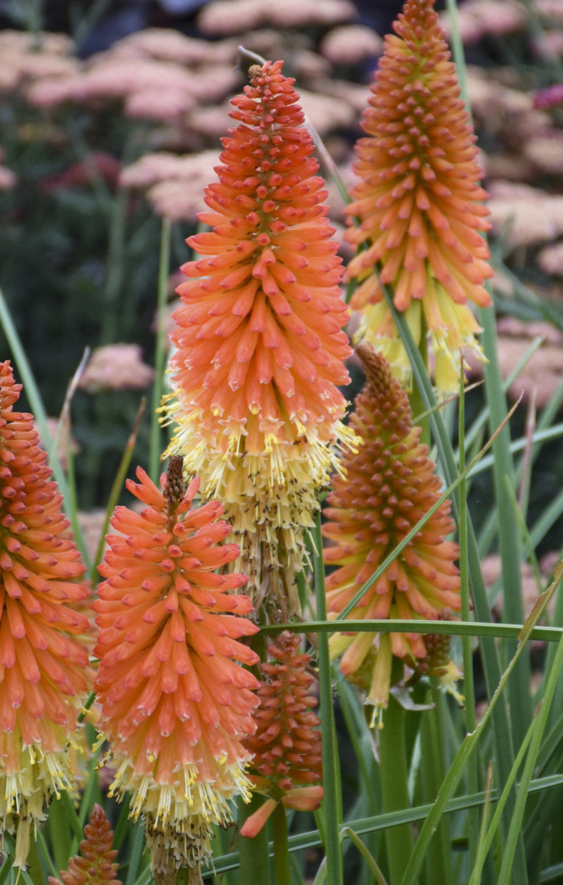 Load image into Gallery viewer, Red Hot Poker | Torch Lily | Kniphofia 'Backdraft'
