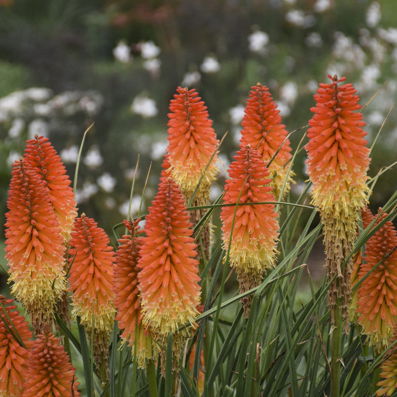 Load image into Gallery viewer, Red Hot Poker | Torch Lily | Kniphofia 'Backdraft'
