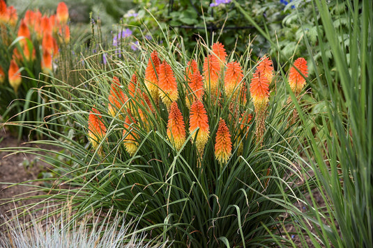 Red Hot Poker | Torch Lily | Kniphofia 'Backdraft'