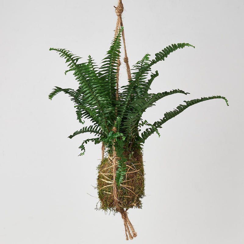 Load image into Gallery viewer, Kokedama Moss Ball Hanging Plant
