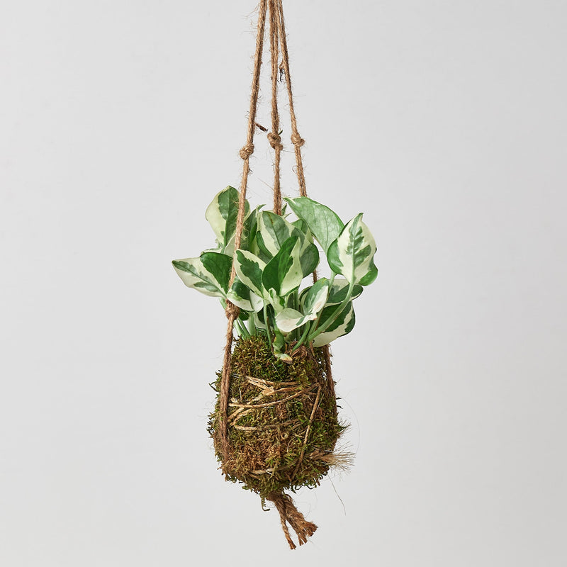 Load image into Gallery viewer, Kokedama Moss Ball Hanging Plant

