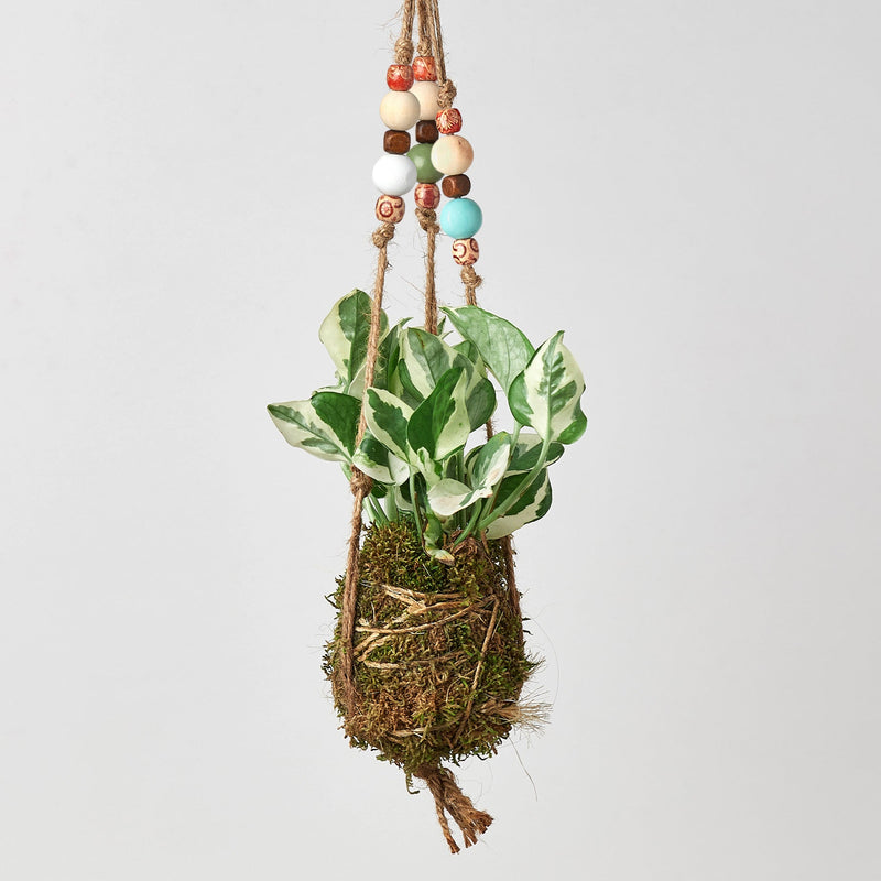 Load image into Gallery viewer, Bead Kokedama Moss Ball Hanging Plant

