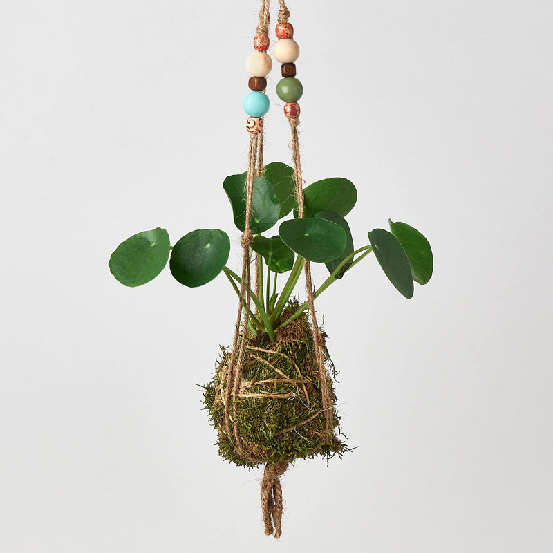 Load image into Gallery viewer, Bead Kokedama Moss Ball Hanging Plant
