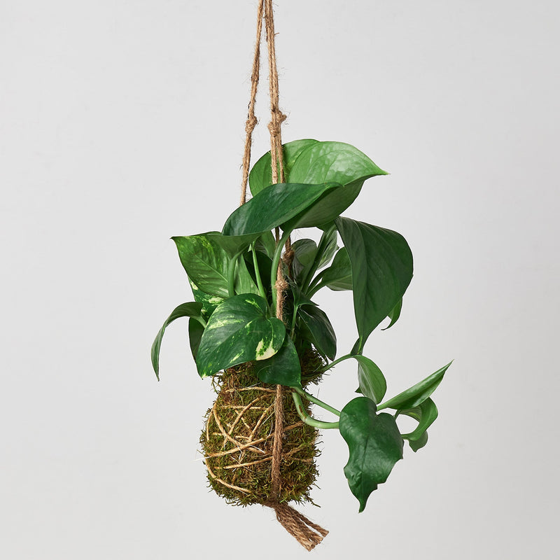 Load image into Gallery viewer, Kokedama Moss Ball Hanging Plant
