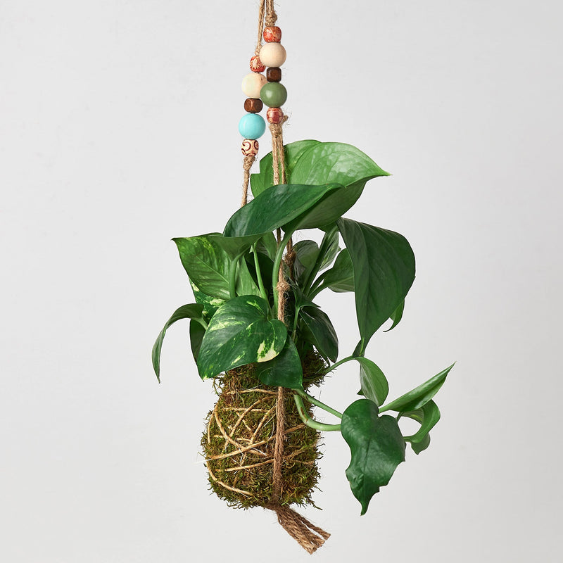 Load image into Gallery viewer, Bead Kokedama Moss Ball Hanging Plant
