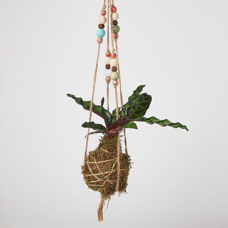 Load image into Gallery viewer, Bead Kokedama Moss Ball Hanging Plant
