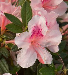 Autumn Chiffon™ Encore Azalea, additional product view 2