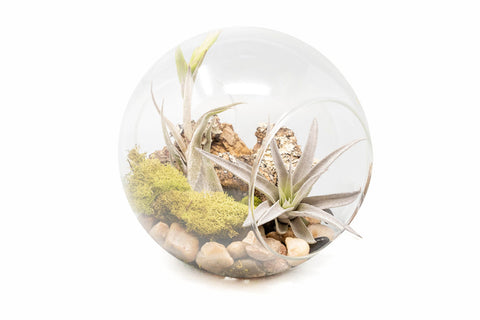 Large Tillandsia Air Plant