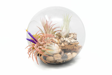 Large Tillandsia Air Plant