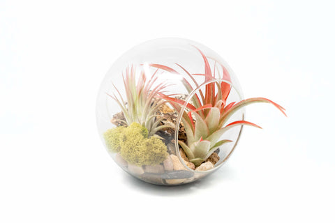 Large Tillandsia Air Plant