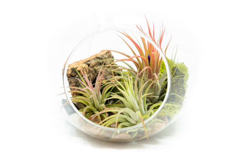 Large Hand-Blown Glass Terrarium with 3 Tillandsia Ionantha Air Plants, additional product view 2