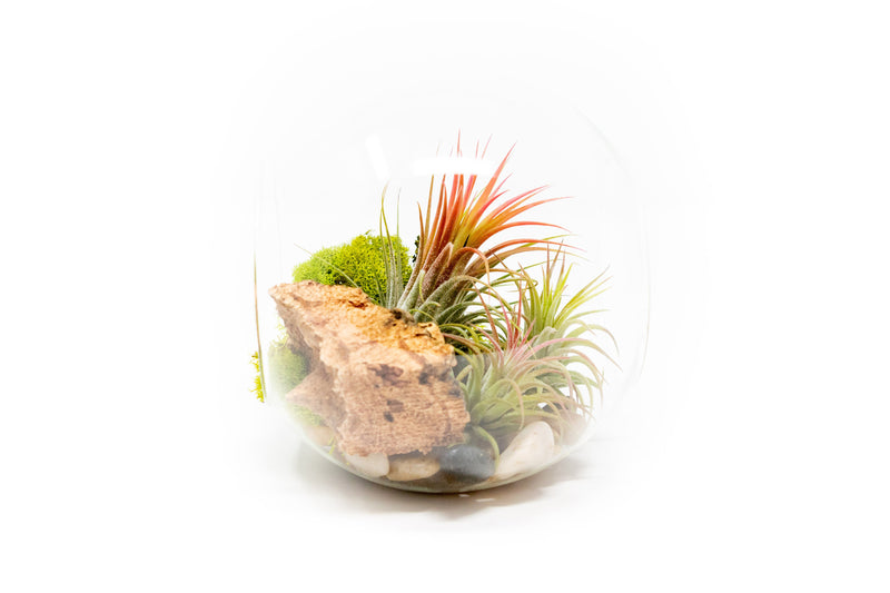 Load image into Gallery viewer, Large Hand-Blown Glass Terrarium with 3 Tillandsia Ionantha Air Plants
