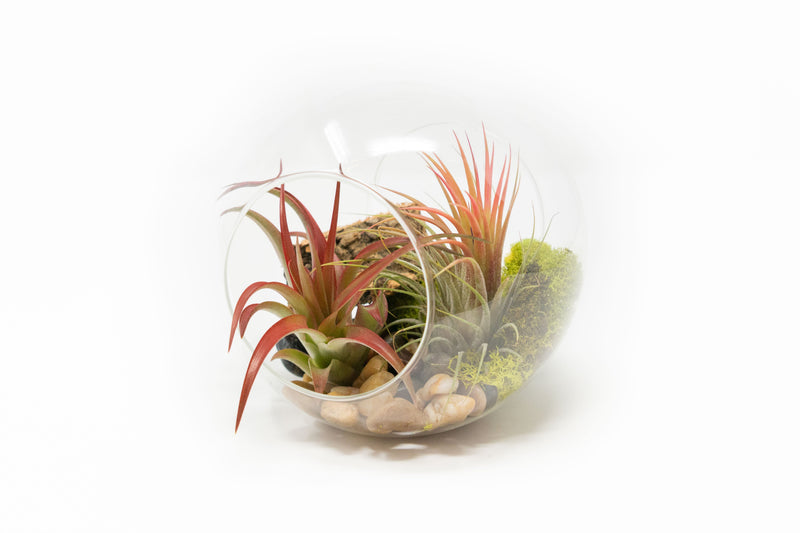 Load image into Gallery viewer, Large Hand-Blown Glass Terrarium with Tillandsia Red Abdita &amp; Ionantha Guatemala

